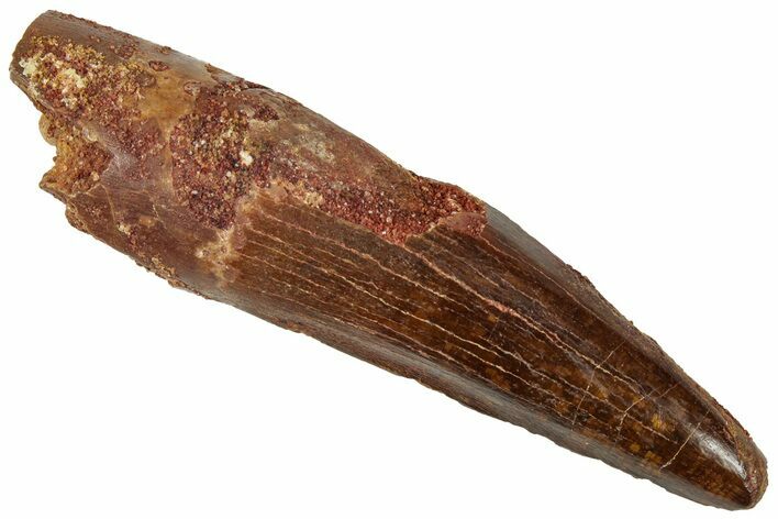 Fossil Spinosaurus Tooth - Real Dinosaur Tooth #312942